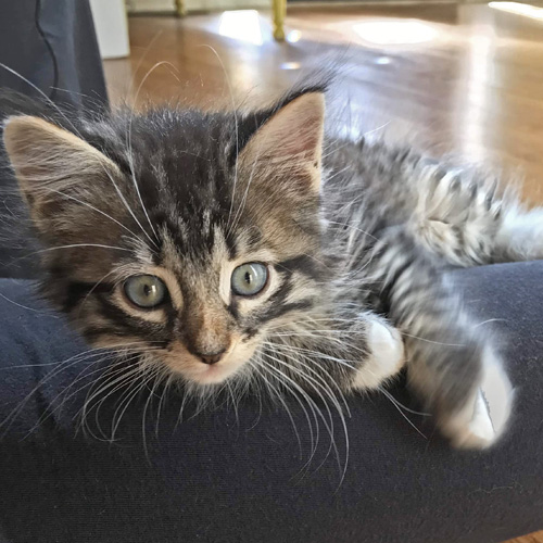A tabby kitten stares at you hoping for adoption.