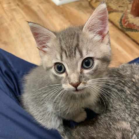 Light gray kitten is staring at something over your shoulder