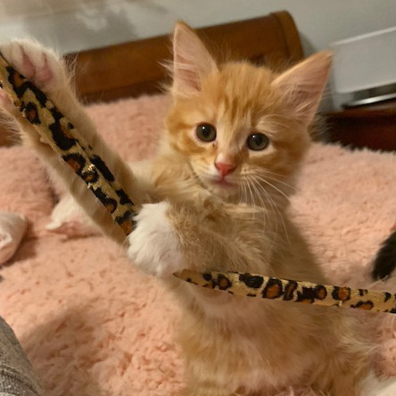 Orange kitten playfully tugging at a rope and staring at the camera.