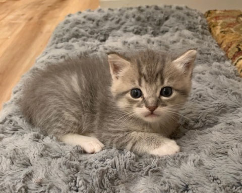 Small, light brown kitten on a gray swag rug.  She is looking at you with curiosity.