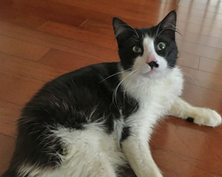 Alex is a black and white short haired cat.  He is sitting on a hardwood floor with a look that says let's play.