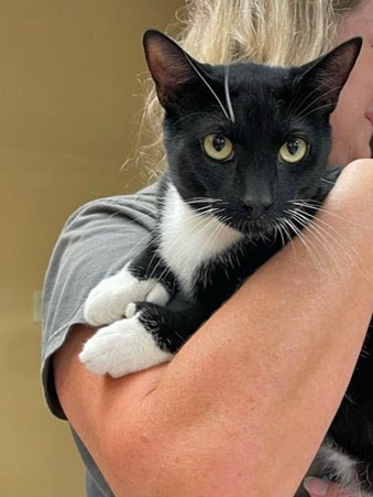 King Louie is a male cat with black and white cat with black and white markings that look like a tuxedo. He is staring intently in the picture.