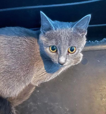 A beautiful gray kitten with piercing eyes stares back at you.