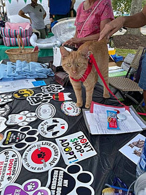 Orange cat on table with stickers