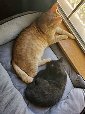 Black and orange cats near window