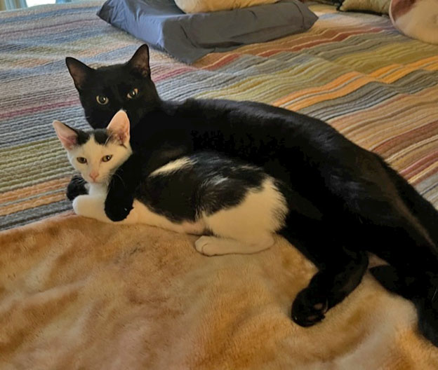 Black cat and white kitten
