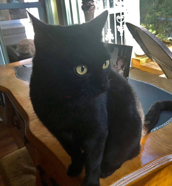 Black cat named licorice