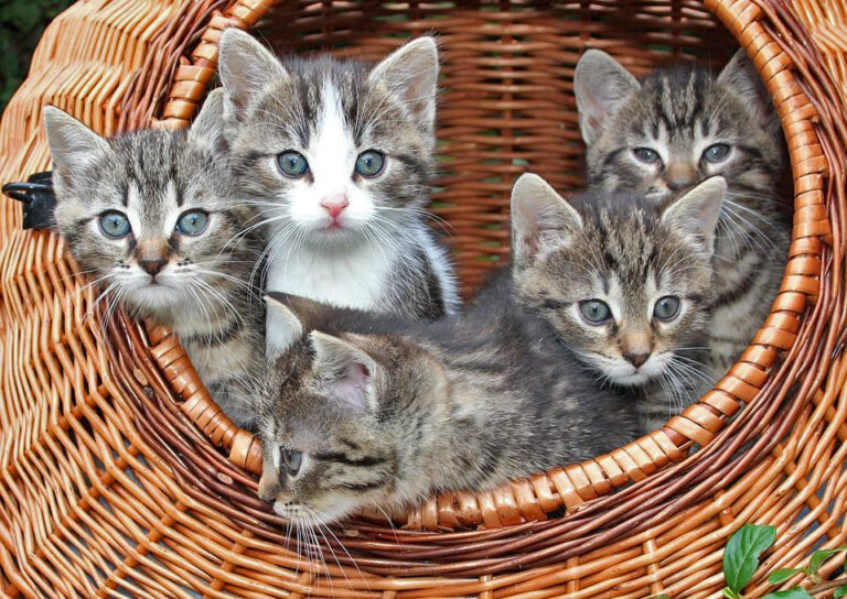 cats in basket