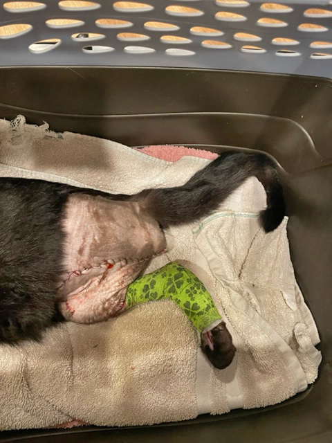 Injured cat leg