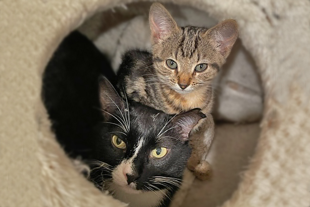 Max and Leia – Adopted