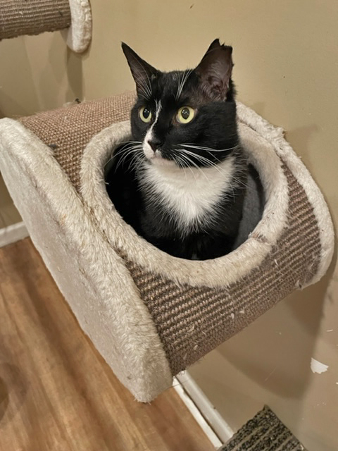 Cat in cubby