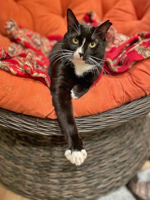 Cat on ottoman