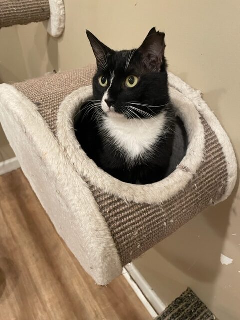 Cat in his cubby