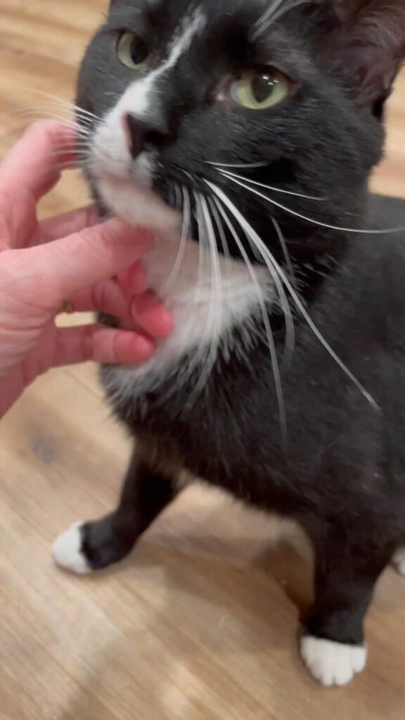 Cat enjoying a chin scratch