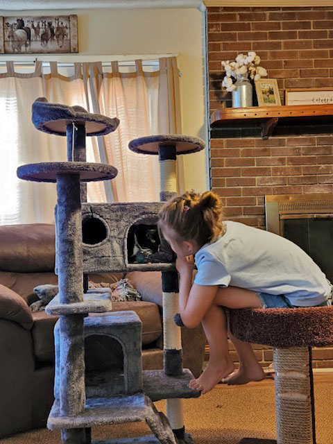 Cat in her play tower with a girl looking on