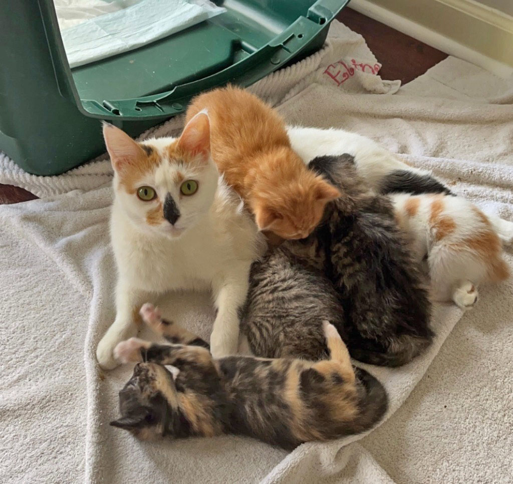 Mother cat with her litter