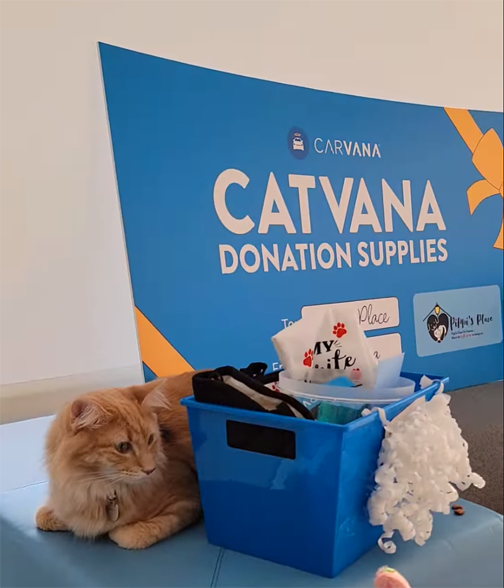 Cat rescue adoption ads CatVana modeled after Carvana