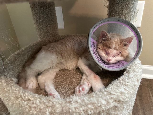 Koa kitten after surgery